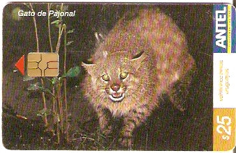 URU-C-273a - Gato de Pajonal