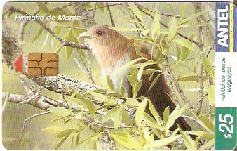 URU-C-338a - Pirincho de Monte