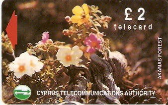 CYP-G-043 - Flores da Floresta 1