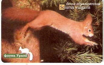 RU-EKT-F-013 - Sciurus Vulgaris