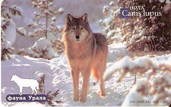 RU-EKT-F-017 - Canis Lupus