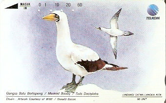 INS-S-125 - Masked Booby