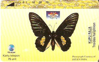 INS-S-342 - Borboleta - Troides Haliphnon