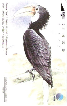 INS-S-124 - Blyth's Hornbill
