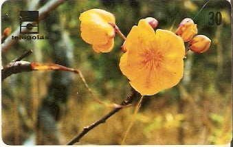 GO-209 - Algodão do Campo