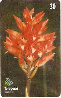 GO-244 - Orquídea do Serrado - 5