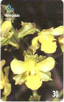 GO-241 - Orquídea do Serrado - 2