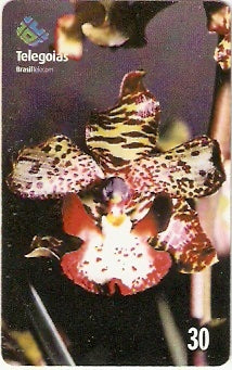 GO-242 - Orquídea do Serrado - 3