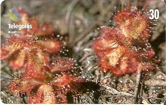 GO-260 - Drosera Hirtella