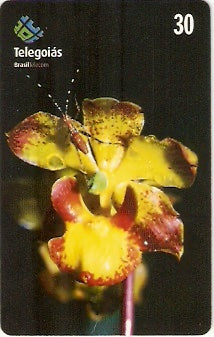 GO-246 - Orquídea do Serrado - 7