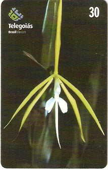 GO-247 - Orquídea do Serrado - 8