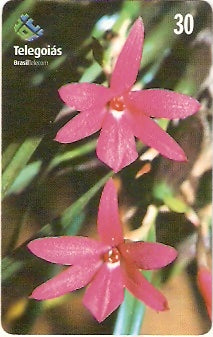 GO-245 - Orquídea do Serrado - 6
