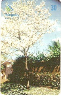 GO-392 - Ipê Branco