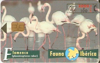 SPA-B-060 - Flamingos