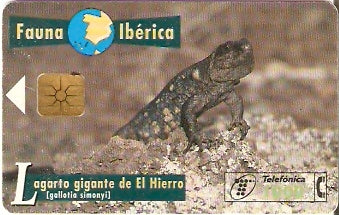 SPA-B-064 - Lagarto