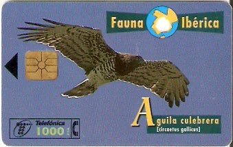 SPA-B-073 - Águia
