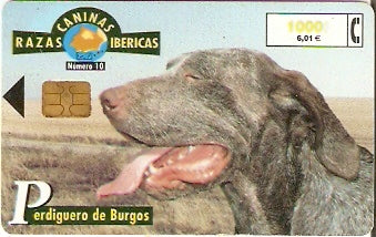 SPA-B-087 - Cachorro - 10