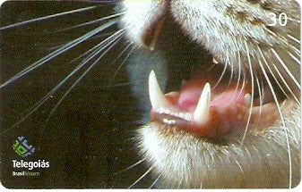 GO-514 - Gato - 3/4