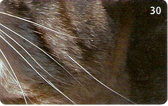 GO-515 - Gato - 4/4