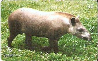 GO-591 - Mamíferos - 02/10