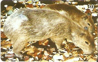 GO-592 - Mamíferos - 03/10