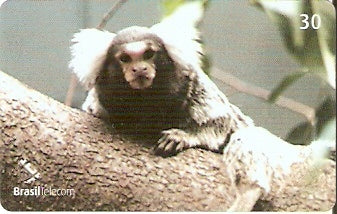 GO-593 - Mamíferos - 04/10