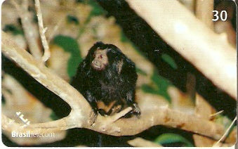 GO-595 - Mamíferos - 06/10