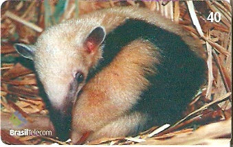 GO-596 - Mamíferos - 07/10