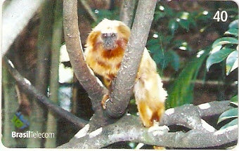 GO-648 - Mamíferos - 10/10