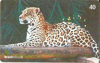 GO-646 - Mamíferos - 08/10