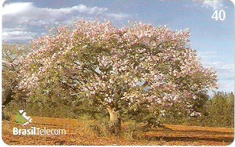 GO-691 - Árvores - 2/4