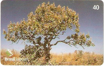 GO-692 - Árvores - 3/4