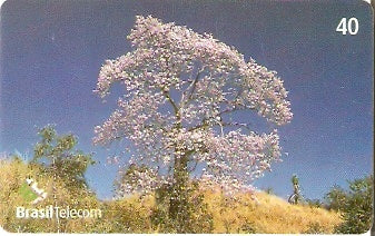 GO-690 - Árvores - 1/4