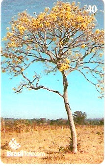 GO-724 - Árvores do Cerrado - 3/4