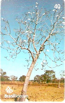 GO-723 - Árvores do Cerrado - 2/4