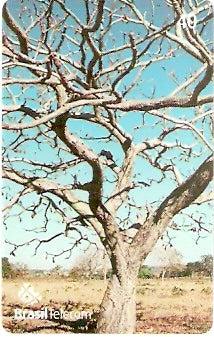 GO-722 - Árvores do Cerrado - 1/4