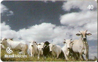 GO-767 - Fazenda - 2/4