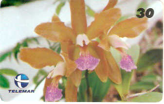 RN-077M - Cattleya Granulosa