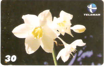 RN-089M - Eucharis Grandiflora