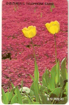 SOK-MO09638b - Tulipa