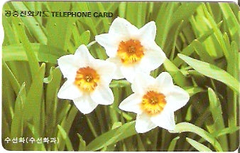 SOK-MO09622 - Narcisos