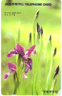 SOK-MO09709b - Iris