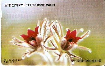 SOK-MO09701 - Flor