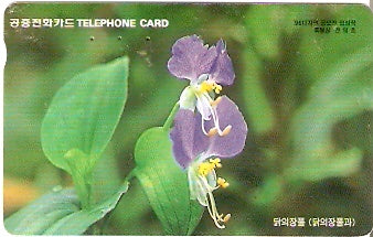 SOK-MO09720 - Flor