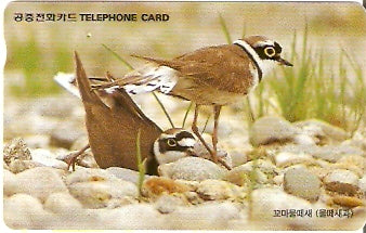 SOK-MO09725 - Pássaros