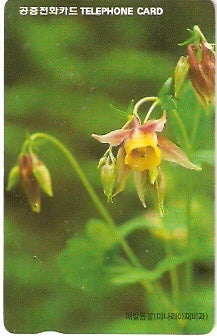 SOK-MO09804 - Orquídea