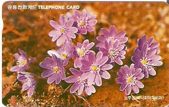 SOK-MO09735 - Flores