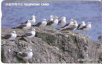 SOK-MO09801 - Gaivotas