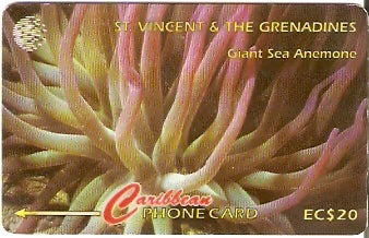 STV-101B - Anêmona Gigante