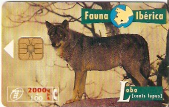 SPA-B-047 - Lobo